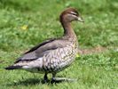 Australian Wood Duck (WWT Slimbridge July 2013) - pic by Nigel Key